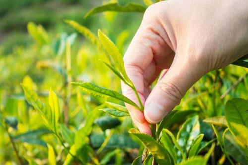 下沉市场中的黑马 探访茶巢奶茶，一杯茶的突围之路